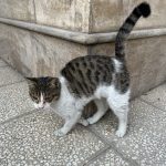 گربه مهربون نر