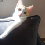 نر DHS , ۶ ماهه