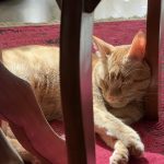 واگذاری گربه مهربون عقیم شده