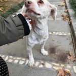 واگذاری رایگان