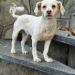 واگذاری رایگان