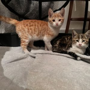 واگذاری بچه گربه