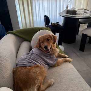 واگذاری سگ گلدن رتریور