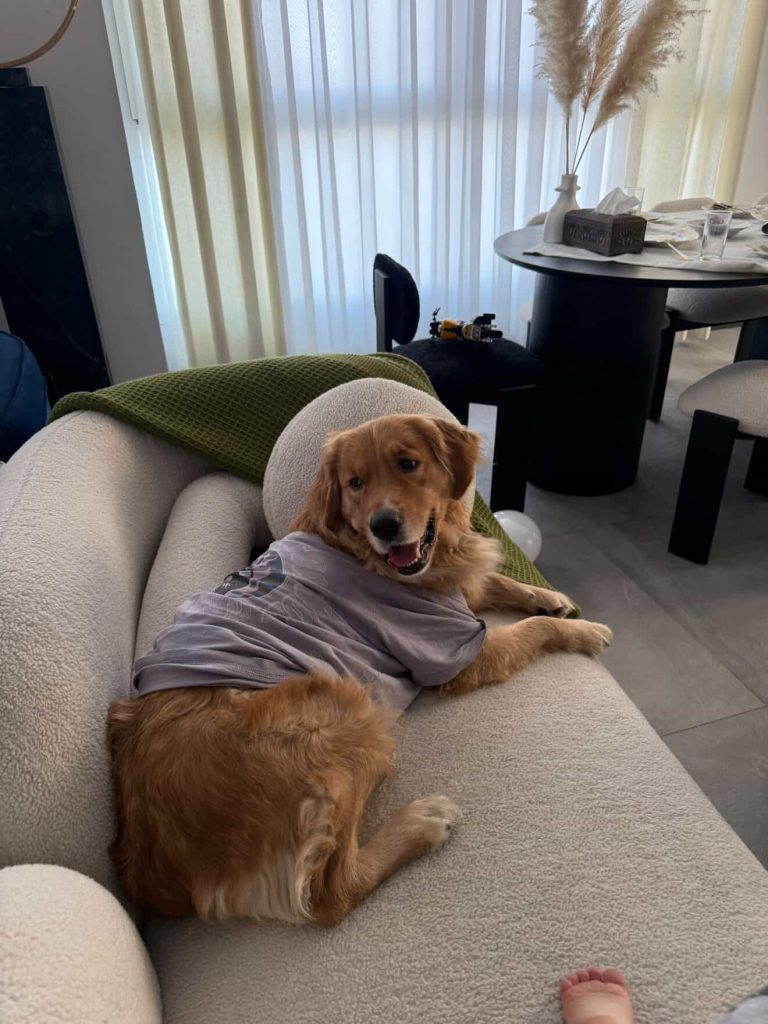 واگذاری سگ گلدن رتریور