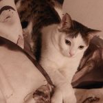 واگذاری دو گربه