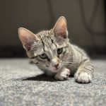 گربه دی اس اچ بشدت بازگوش و بغلی