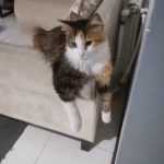 دوگربه dshدختر ک صاحبشون رها کرده رفته خارج