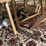 واگذاری گربه DSH دختر خوشگل🎀