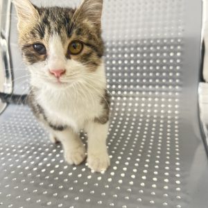 واگذاری گربه حمایتی و درمان شده