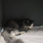 واگذاری گربه رها شده