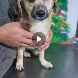 واگذاری سگ نژاد میکس