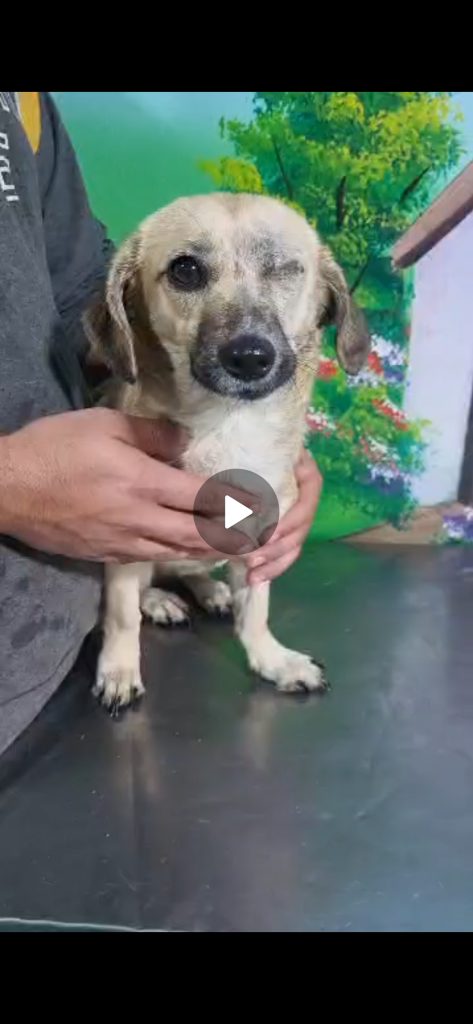 واگذاری سگ نژاد میکس