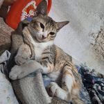 واگذاری گربه