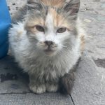 پرنسس زیبا مو بلند