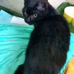 بچه گربه سیاه مهربون