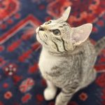 گربه دی اس اچ بشدت بازگوش و بغلی