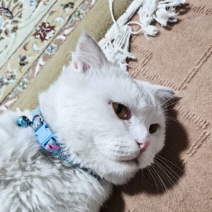 اسکاتیش فولد سفید نر