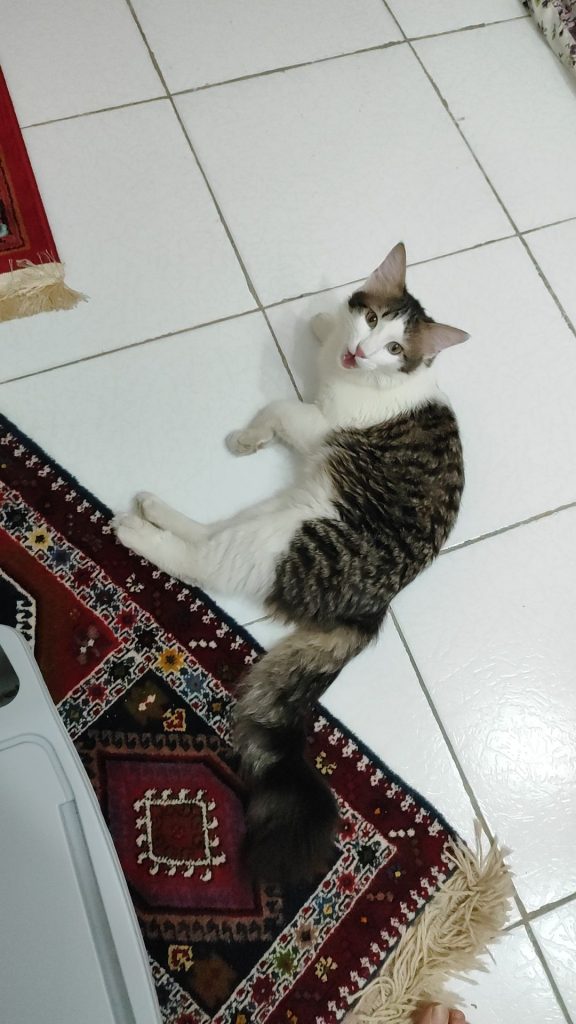 واگذاری گربه