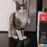 دوگربه dshدختر ک صاحبشون رها کرده رفته خارج