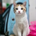 واگذاری رایگان بچه گربه دختر مهربون