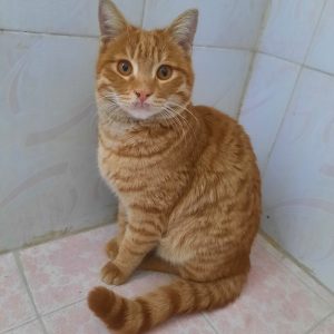 واگذاری گربه