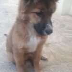 واگذاری فوری توله ماده بامزه و باهوش میکس ژرمن چهار ماهه