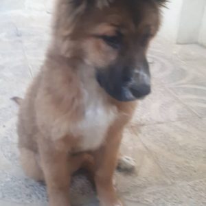 واگذاری فوری توله ماده بامزه و باهوش میکس ژرمن چهار ماهه