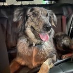 واگذاری پناه و شوشار زیبا نژاد استرالین شپرد