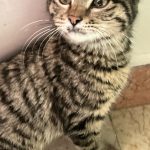 واگذاری گربه بنگال دو ماهه