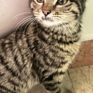 واگذاری گربه بنگال دو ماهه