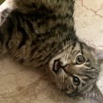 واگذاری گربه بنگال دو ماهه