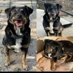 واگذاری طلای زیبا میکس روتوایلر