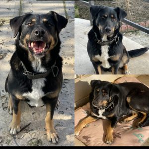 واگذاری طلای زیبا میکس روتوایلر