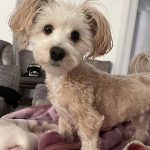 واگذاری سگ نر یکساله شیتزو