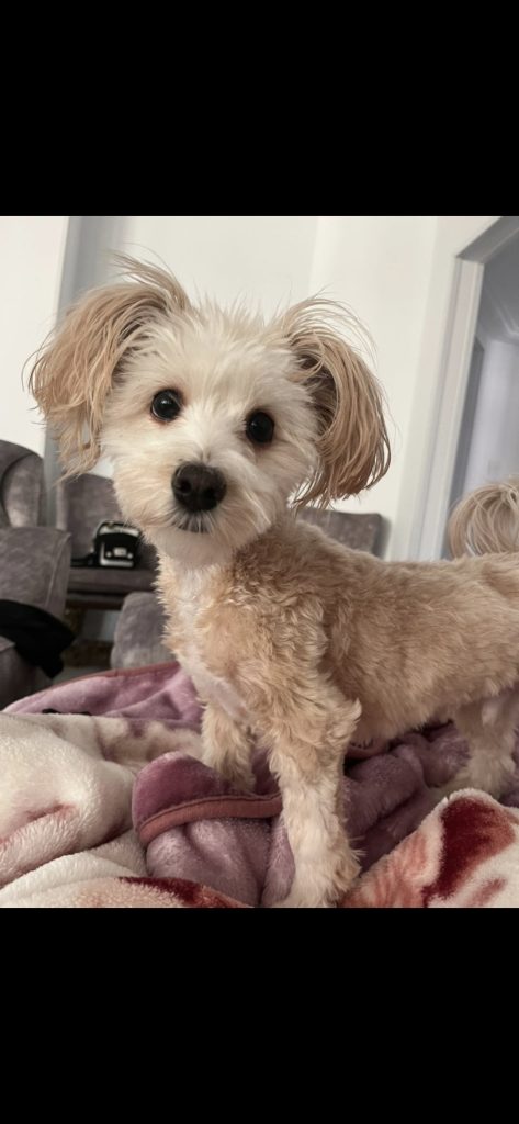 واگذاری سگ نر یکساله شیتزو