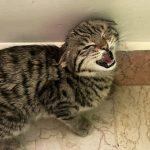 واگذاری گربه بنگال دو ماهه