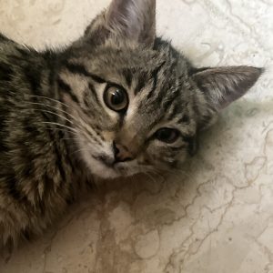 واگذاری گربه بنگال دو ماهه