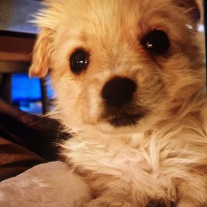 پامرانین ۳ماهه