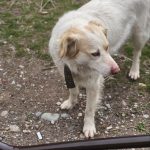 واگذاری سگ نگهبان بومی