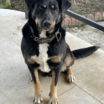 واگذاری طلای زیبا میکس روتوایلر