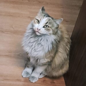 واگذاری رایگان گربه نژاد دار