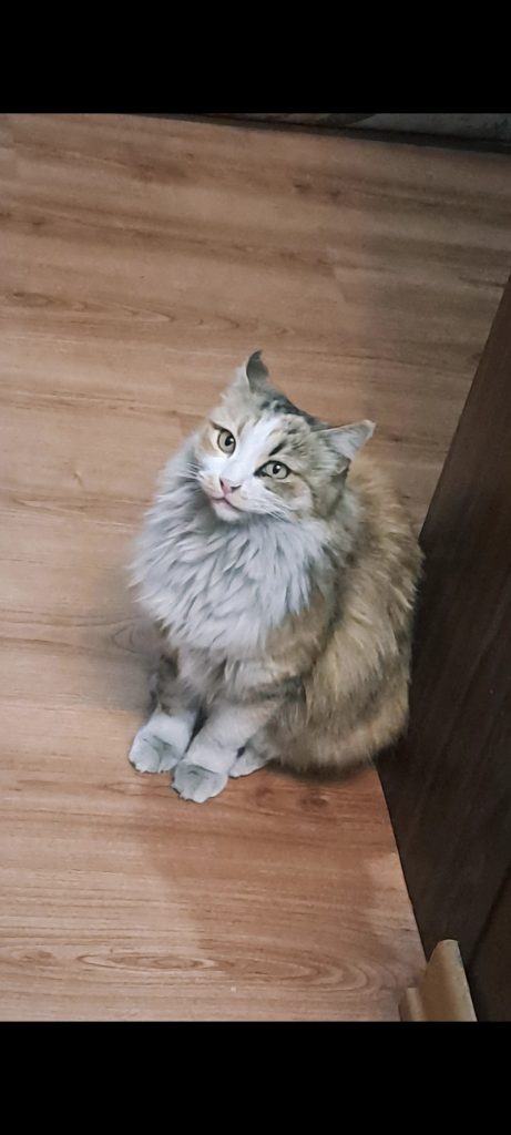 واگذاری رایگان گربه نژاد دار