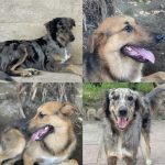 واگذاری پناه و شوشار زیبا نژاد استرالین شپرد