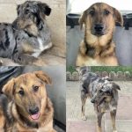 واگذاری پناه و شوشار زیبا نژاد استرالین شپرد