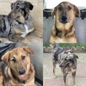 واگذاری پناه و شوشار زیبا نژاد استرالین شپرد