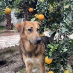 واگذاری پناه و شوشار زیبا نژاد استرالین شپرد