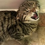 واگذاری گربه بنگال دو ماهه