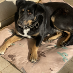 واگذاری طلای زیبا میکس روتوایلر