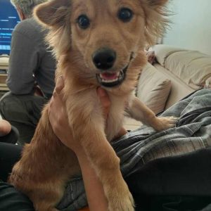 واگذاری اشپیتز پامر