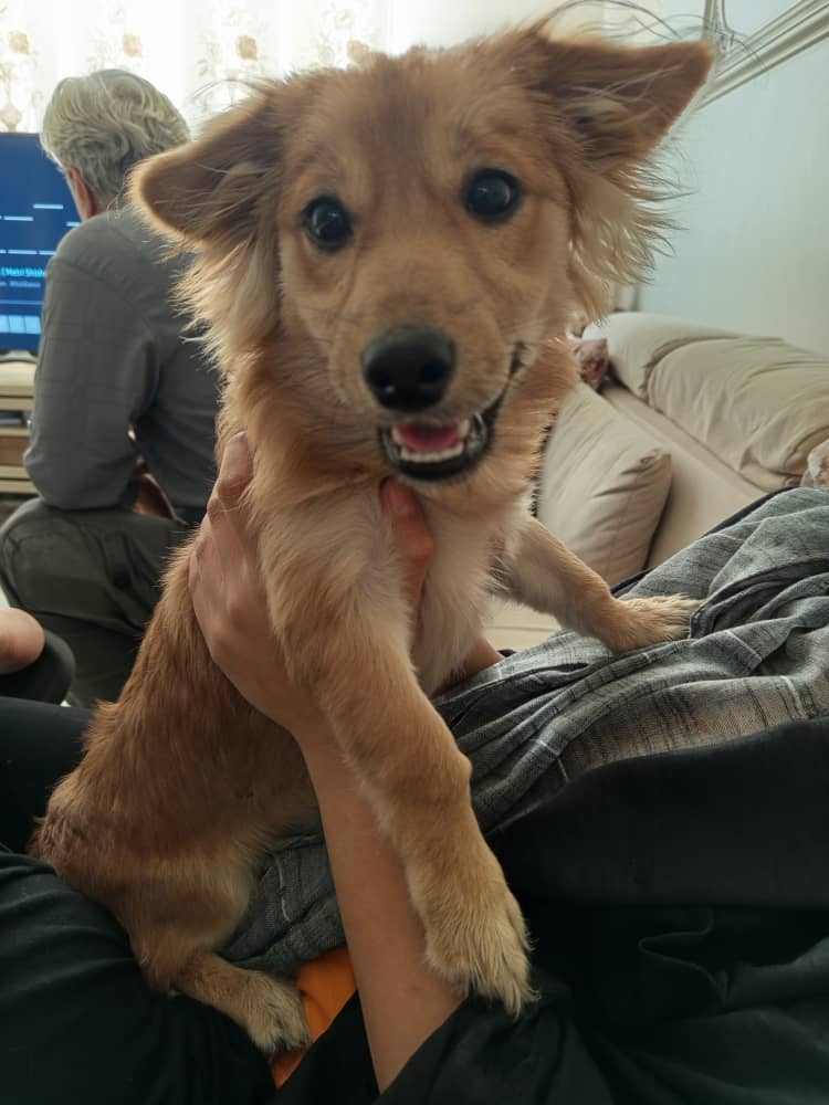 واگذاری اشپیتز پامر